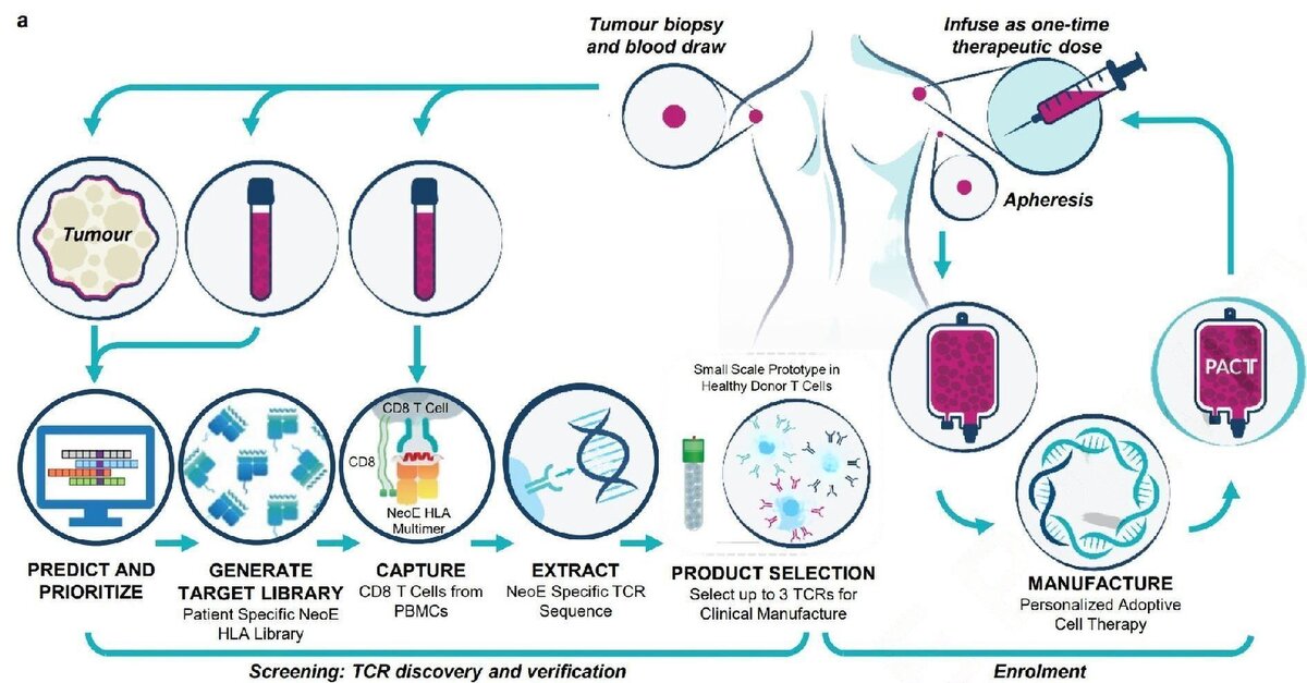     Схема создания генетически отредактированных Т-лимфоцитов Susan P. Foy et al. / Nature, 2022