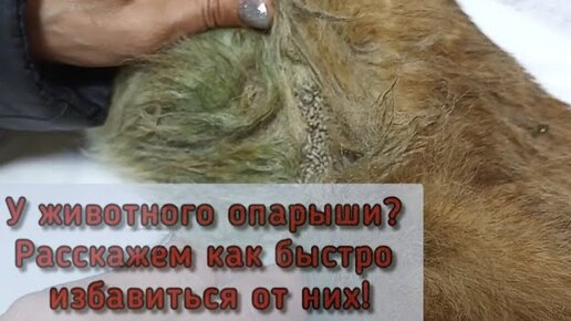 ОПАРЫШИ на животном. Как от них избавиться ? Рассказываем в ролике ...