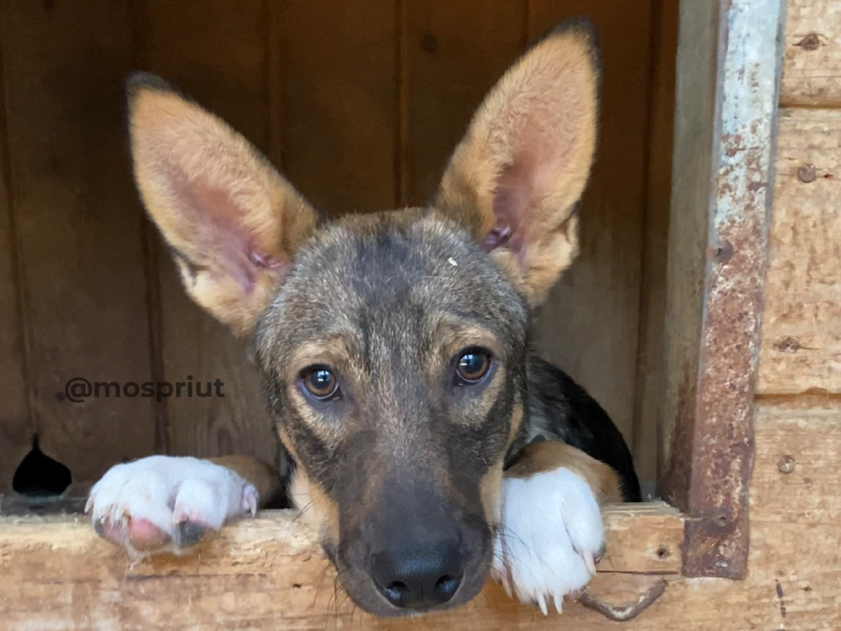 Щенок Вольер из приюта Щербинка