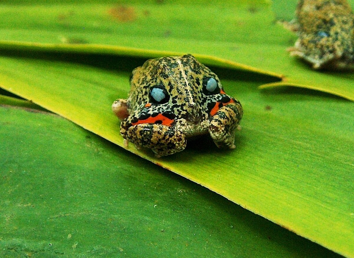 Мы – Веном!