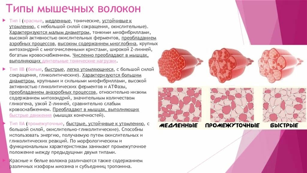 Активизирует работу мышечных волокон. Строение мышечных волокон быстрые и медленные мышечные волокна. Три типа мышечных волокон. Типы склететных мышкчнвх врлркон. Виды мышечных волокон быстрые и медленные.