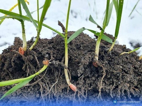     Фото из телеграм-канала губернатора