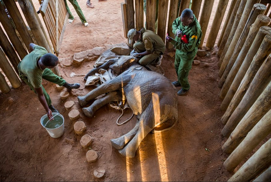 Мэтью Мутинда, ветеринар из Службы охраны дикой природы Кении, сидит на корточках возле полуторагодовалого Муги. Спасенный слоненок еще не отошел от действия седативных препаратов. Его мать погибла от пули. Муги перевезли в Reteti. Фото: Эми Вайтали