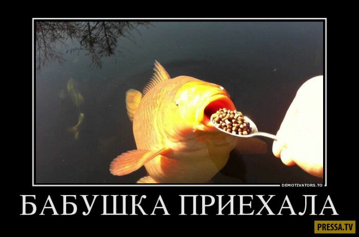 яндекс.картинки, свободный доступ