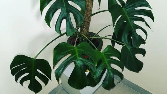 Вот о такой красавице я давно мечтала.