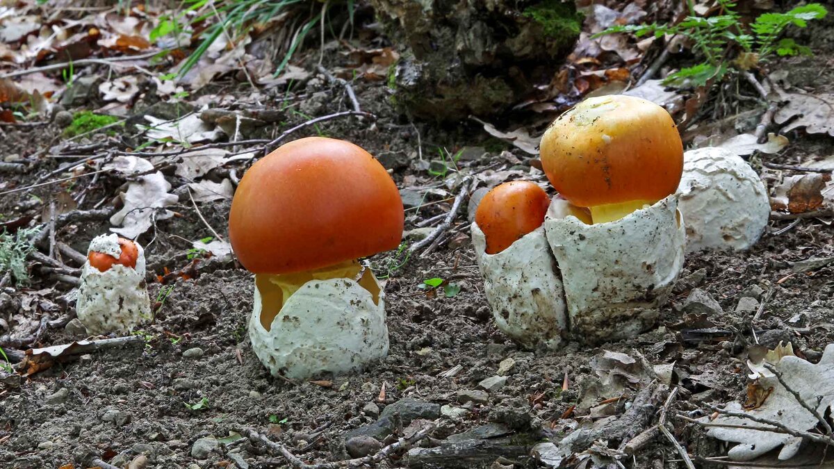 Discover the Enchanting World of Mushrooms