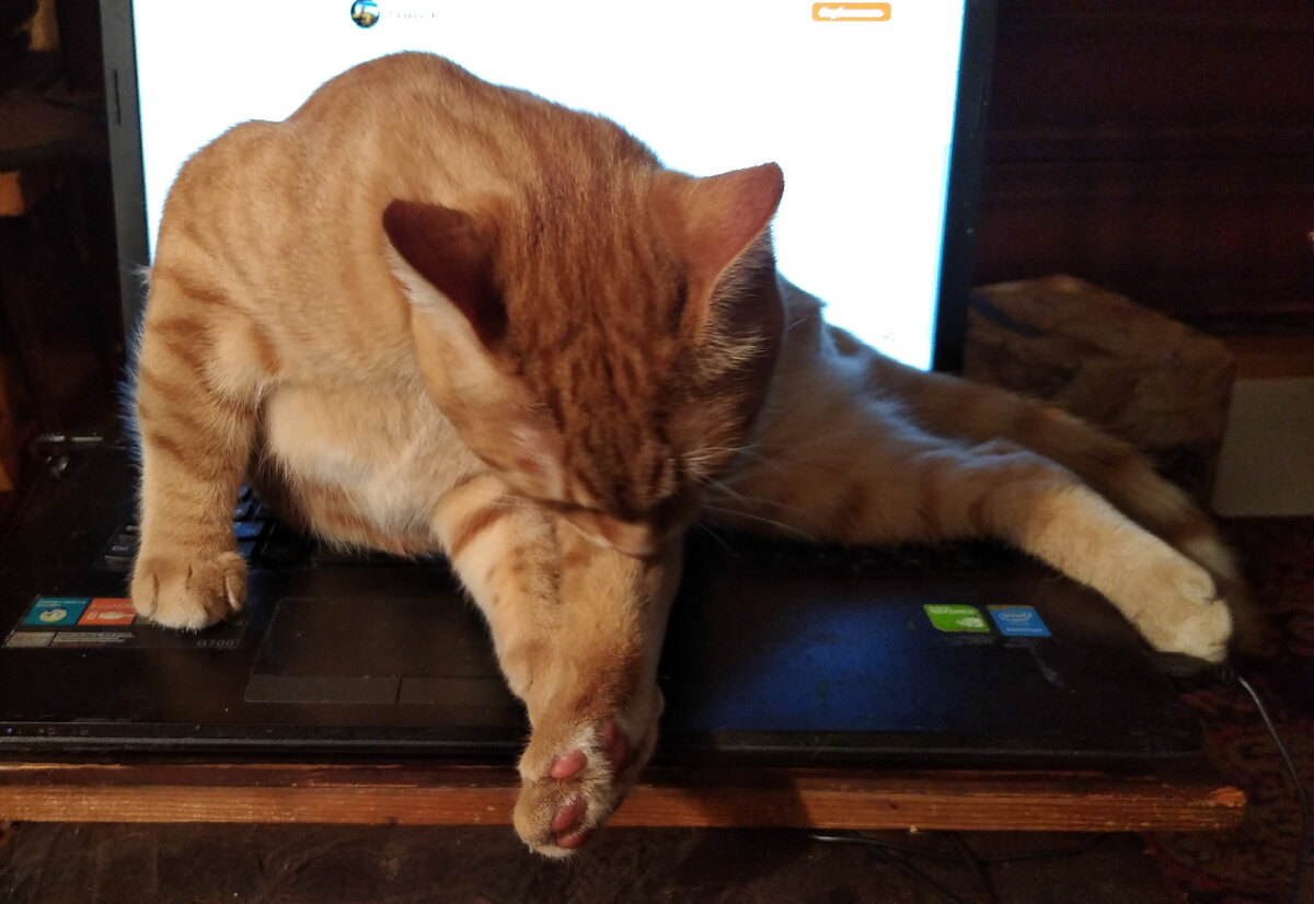 Кот сеня дзен. Кот сеня дзен. Кот сеня дзен. Кот семен. Кот сеня дзен.