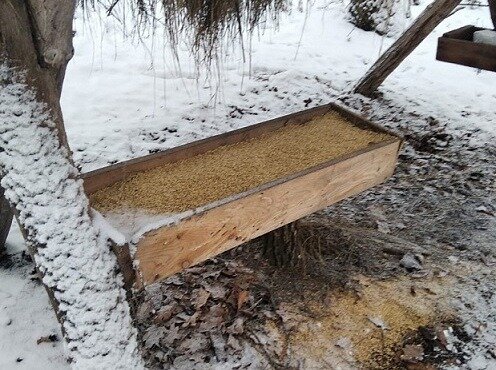    В Оренбуржье организовали зимнюю подкормку лесных животных Белов Михаил Александрович