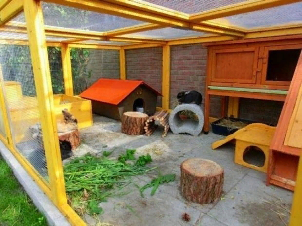 Вольер для морской свинки: как выбрать готовый или создать своими руками
