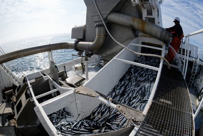Вылов хамсы в Азовском море. Источник: fish.gov.ru