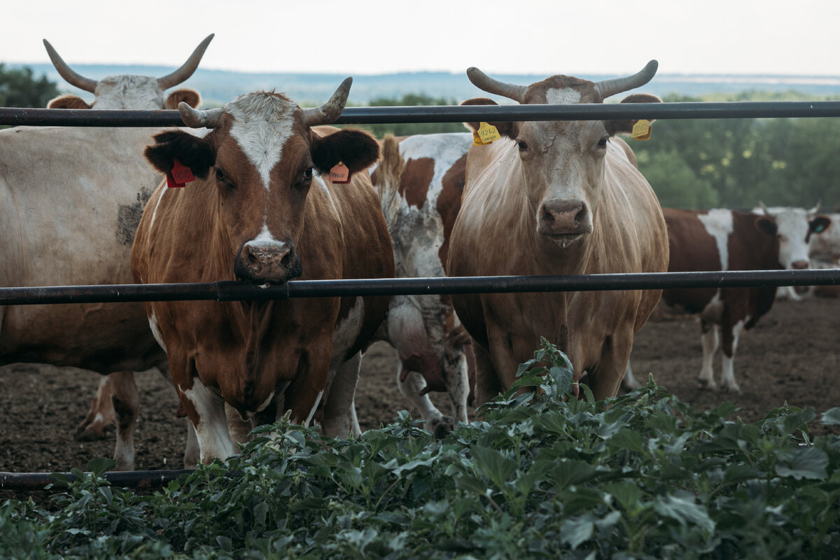Фото с мега-фермы хозяйства Новомарковское в Воронежской области (предоставлено изданию самим хозяйством)