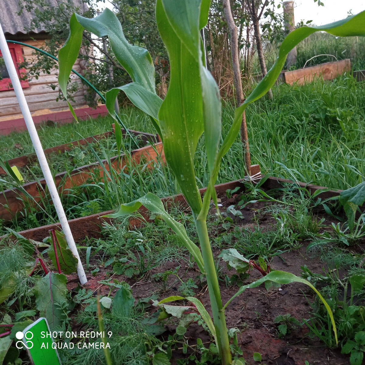 Мои грядки. Неидеальные, конечно.