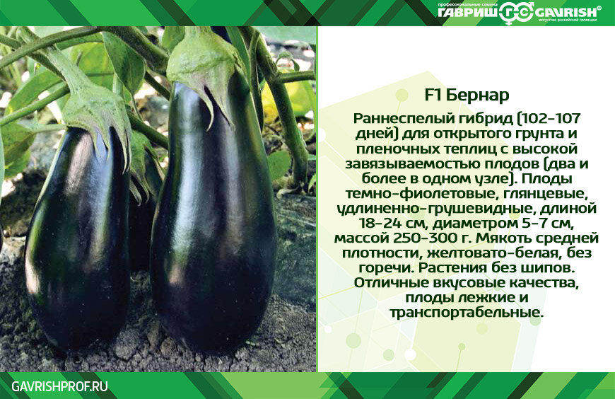 Разновидность баклажанов фото и названия и описание