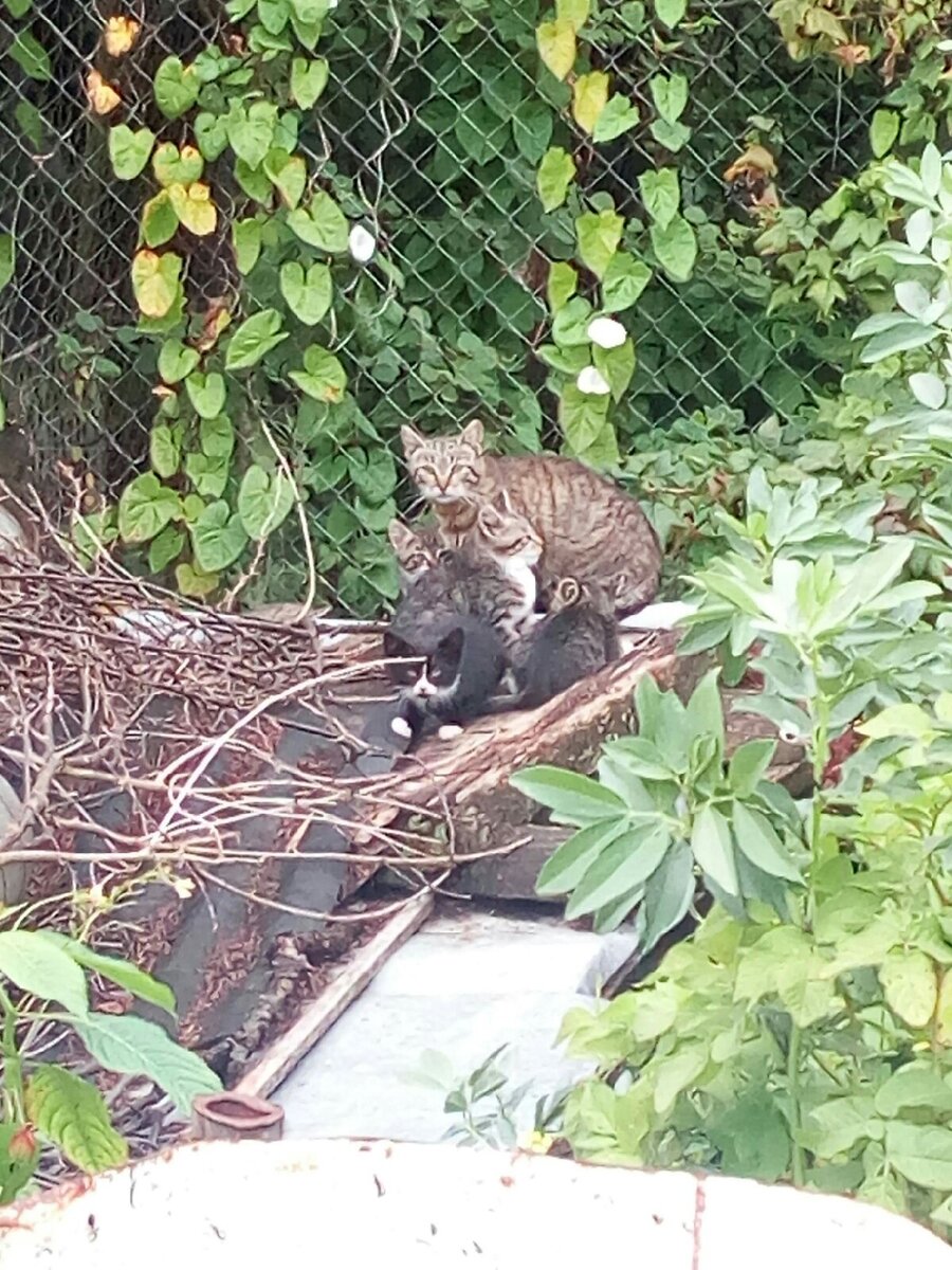 Весёлая семейка с мамой Матроской