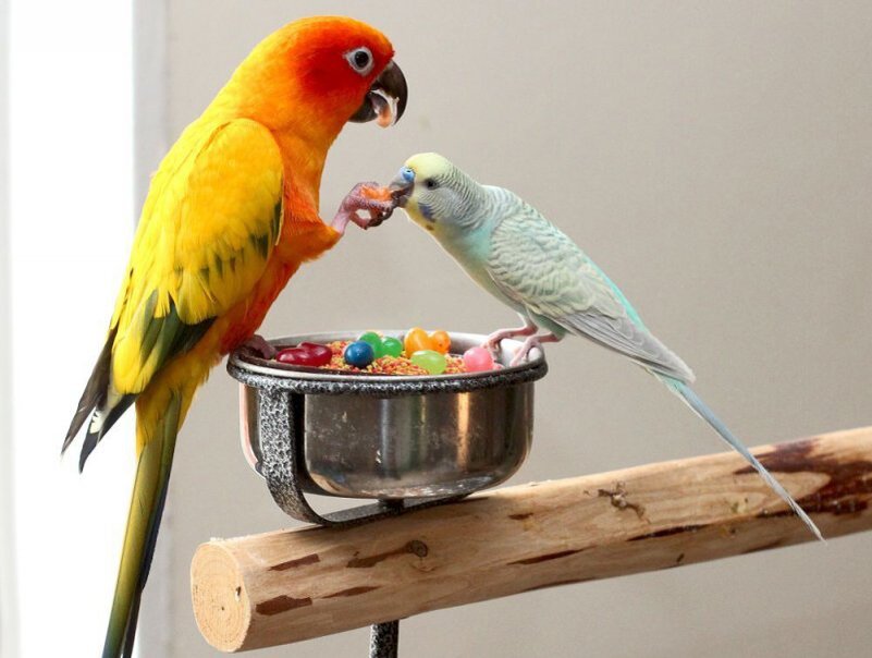Можно ли салат попугаем. Попугаи неразлучники Какаду. Порода попугая Ричи. Катаринка попугай. Красивые домашние попугаи.
