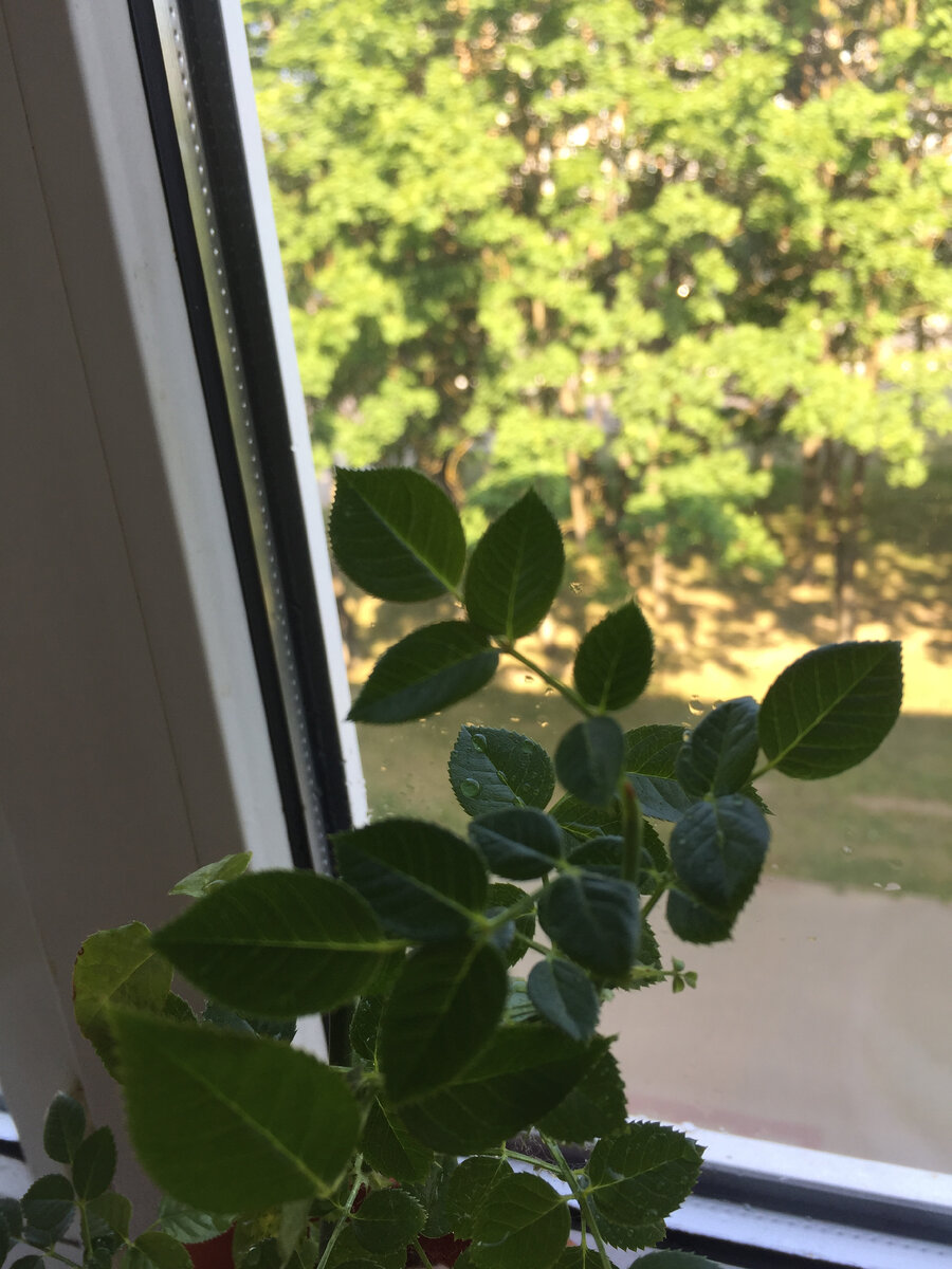 Эту ветку не отрезала, красивая