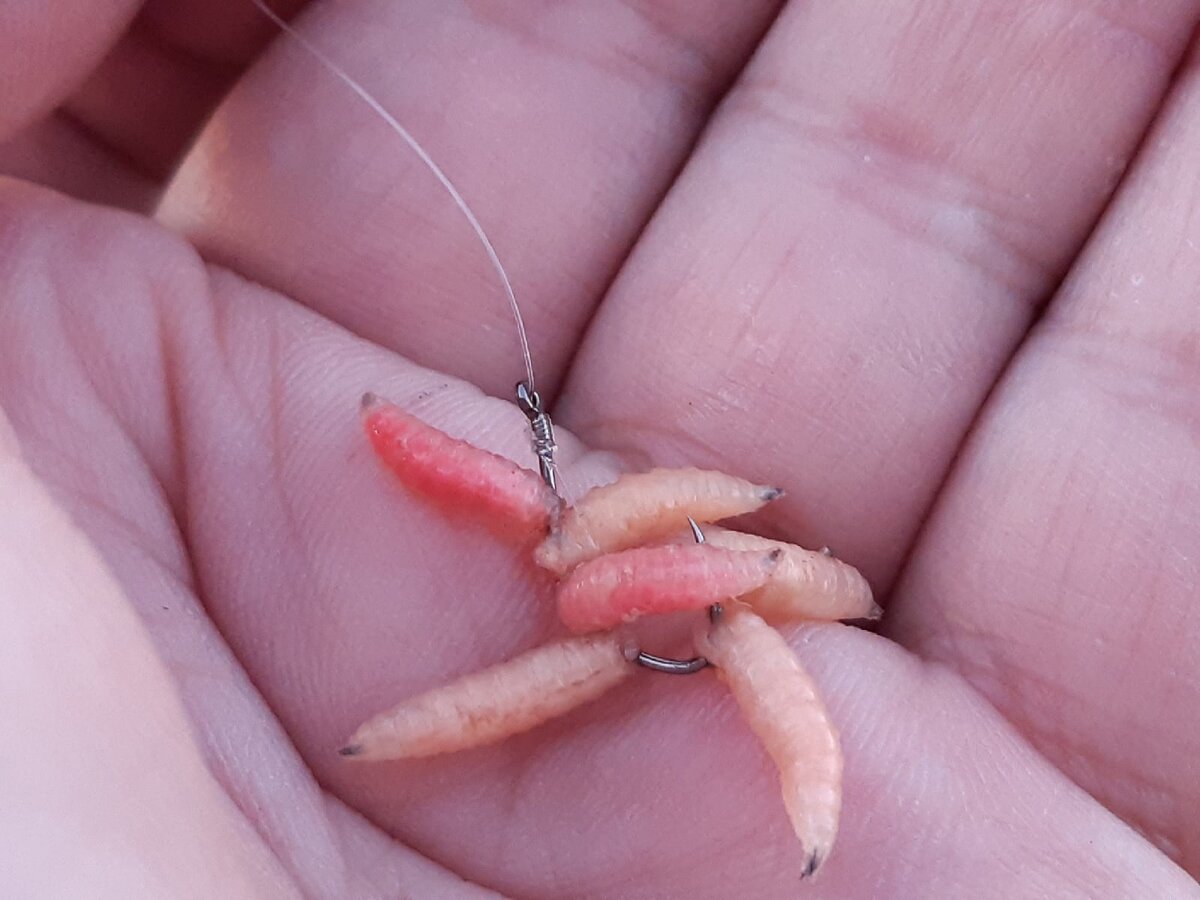 наживка на крючке : пучок опарыша