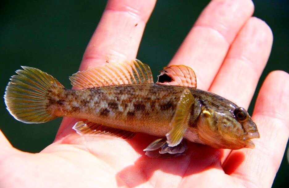 Разукрашенный бычок-бубырь (Pomatoschistus pictus) | adriaticnature