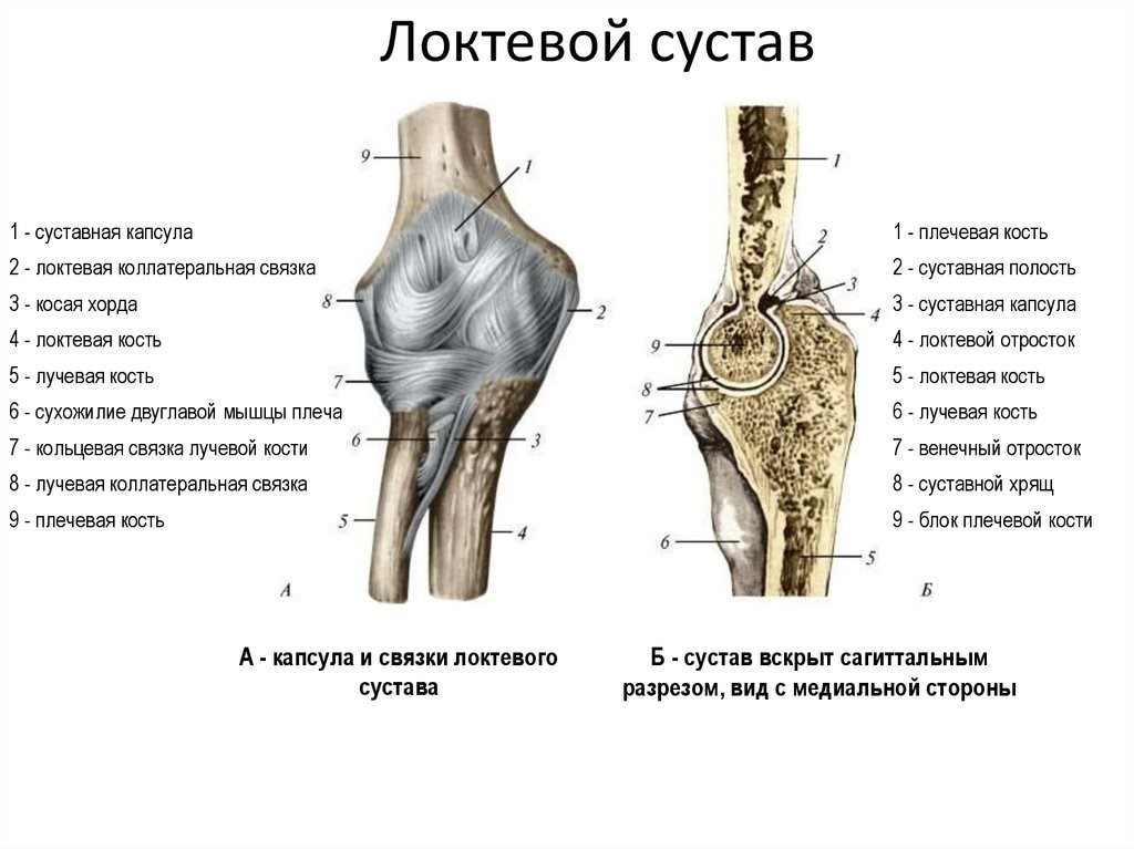 Мыщелки плечевой кости. Локтевой сустав анатомия строение кости. Связочный аппарат локтевого сустава. Локтевой сустав анатомия строение функции мышцы. Локтевой сустав строение таблица.