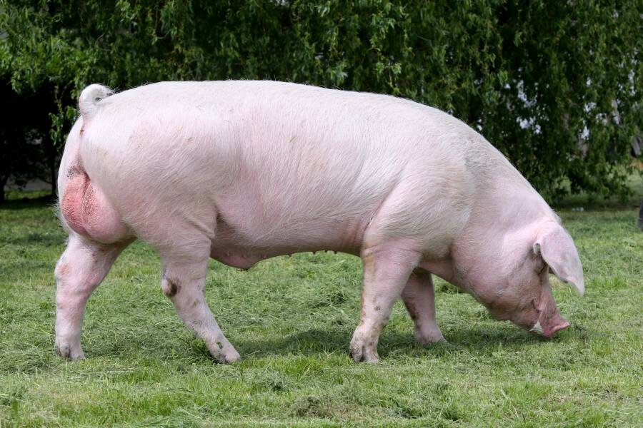 Ландрас — первая специализированная порода свиней беконного типа.