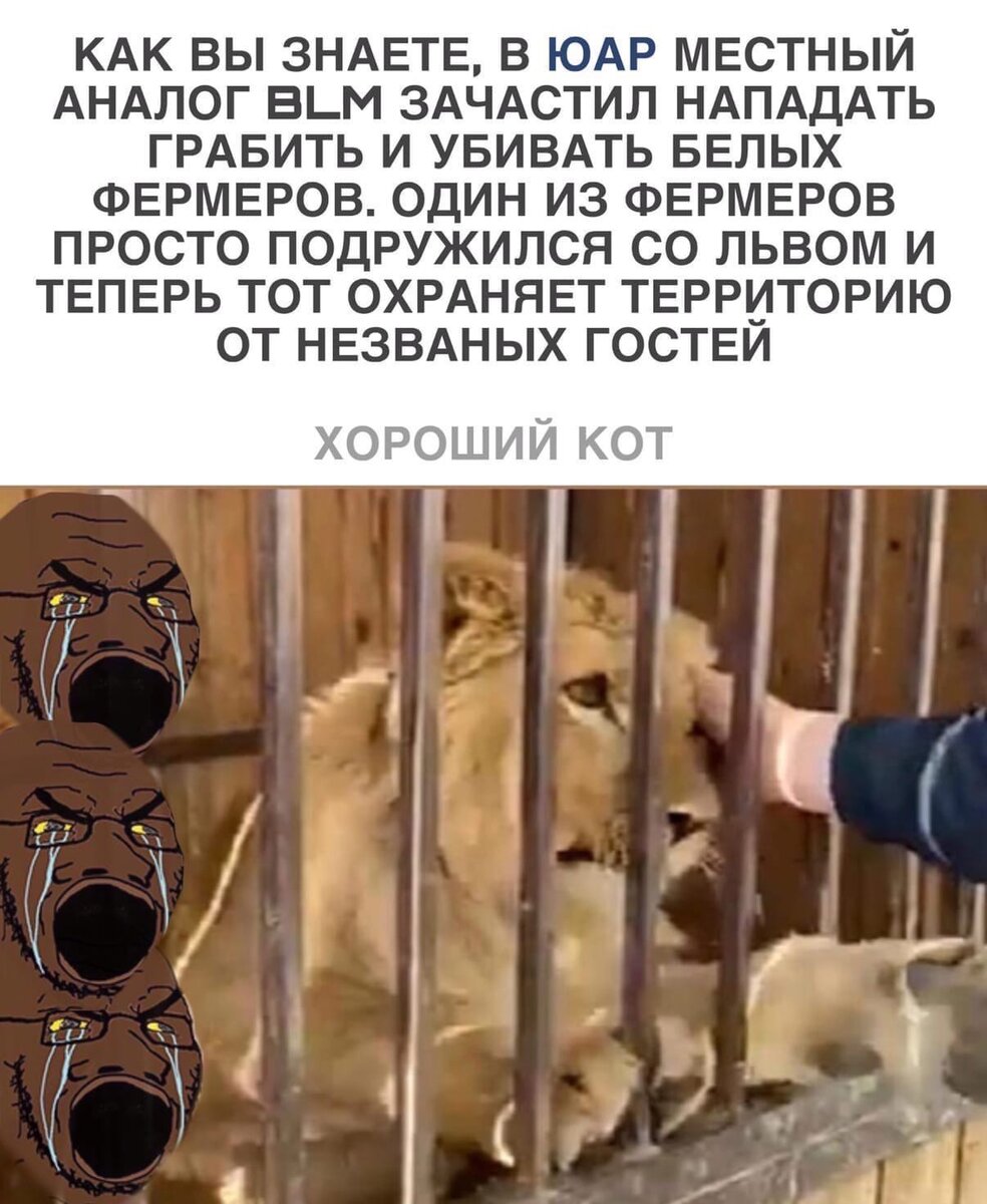 Хороший котик 