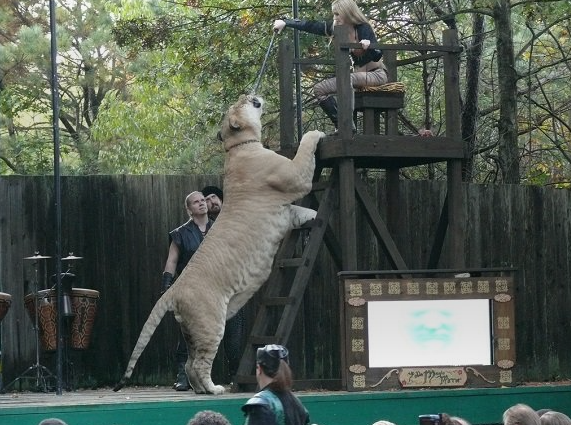 Такая киса достанет вас на любом дереве