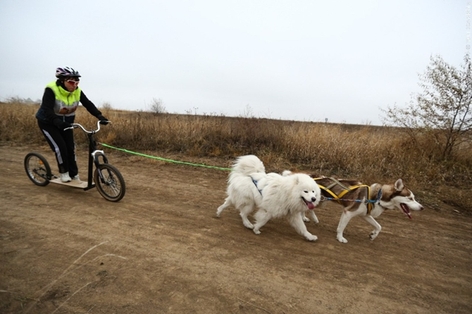 Дог-скутеринг – неподходящее занятие для щенков, больных животных, маленьких и брахицефальных пород.  