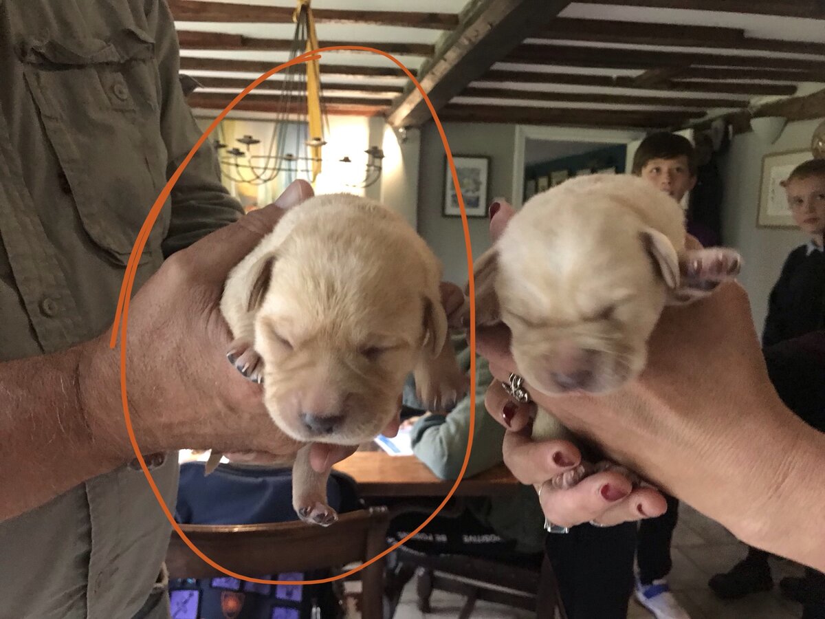 Слева Куки, а справа Чарли. Им 6 дней.  Фотография из личного архива.