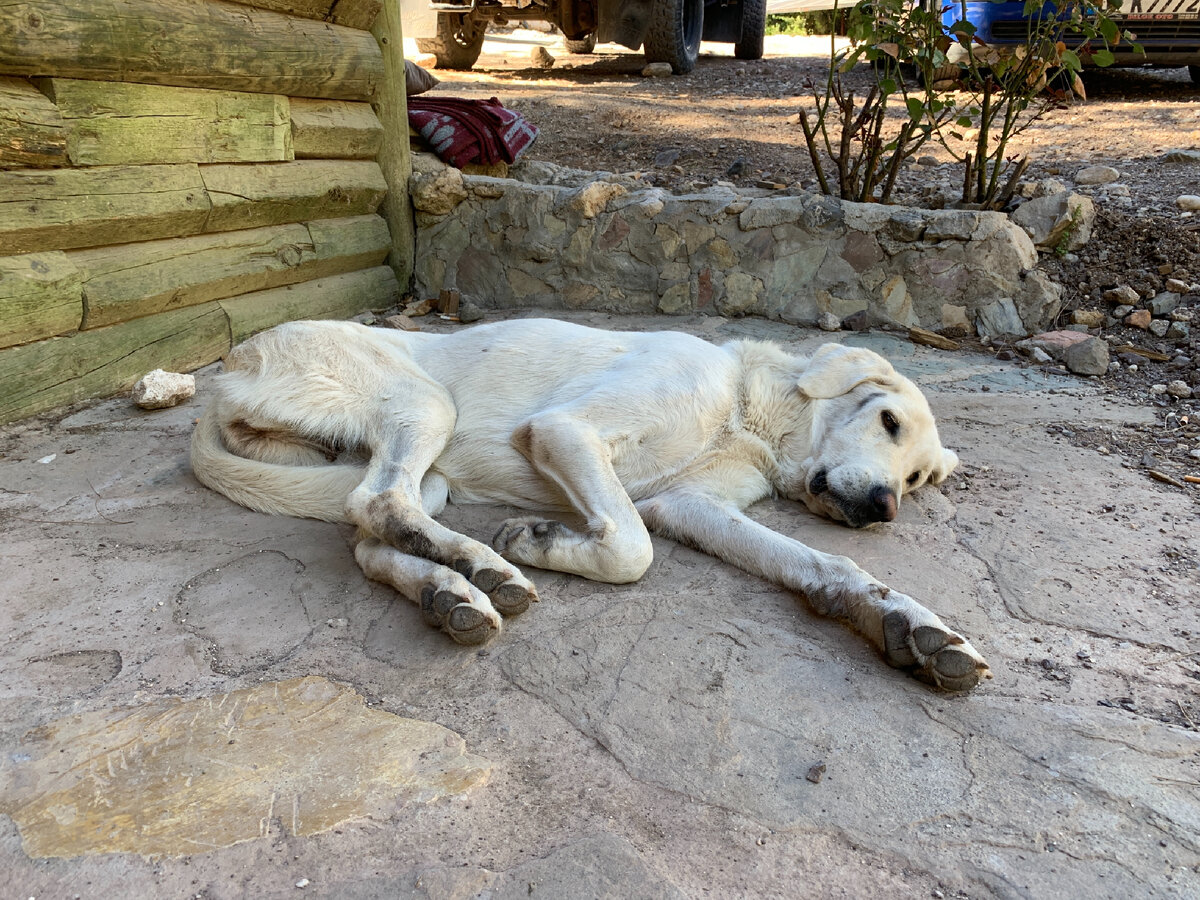 Собака отдыхает в тени рядом с купальнями в каньоне. Фото автора 