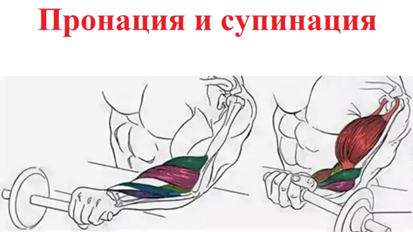 Пронация и супинация при тренировке бицепса и трицепса.