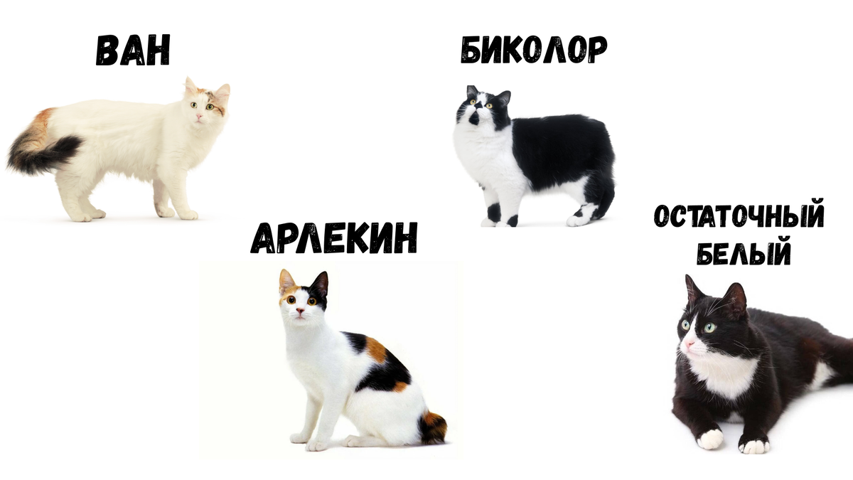 Виды белого окраса у кошек и котов. 