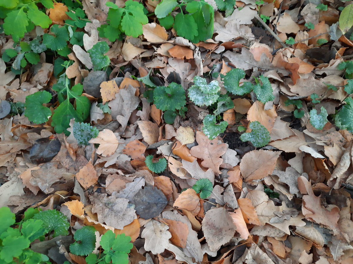 вот так закрывают грядки  листвой 