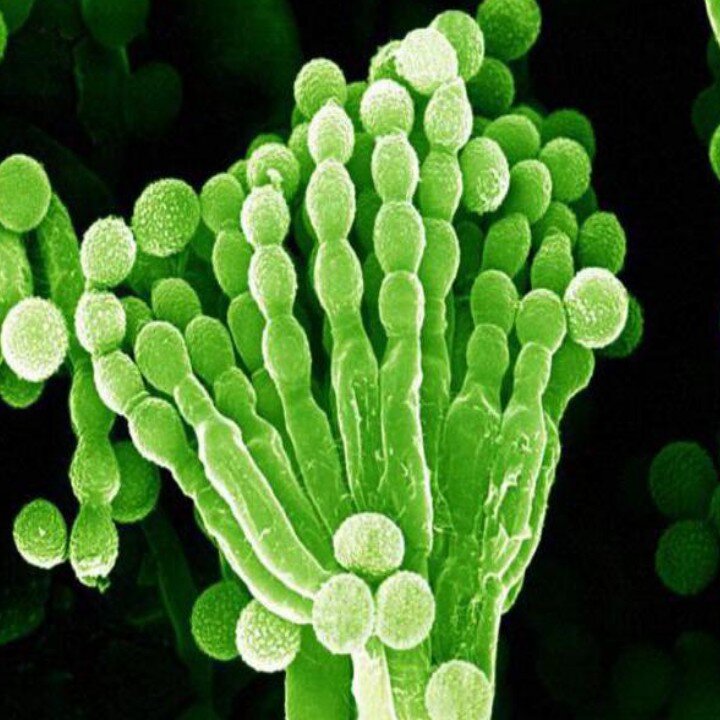 Пенициллум под микроскопом