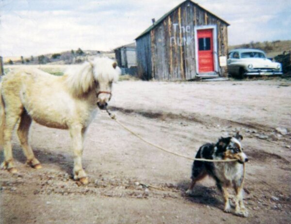 Если уж в родео собака может гонять быков, то справиться с мирной лошадкой  для нее — пара пустяков.