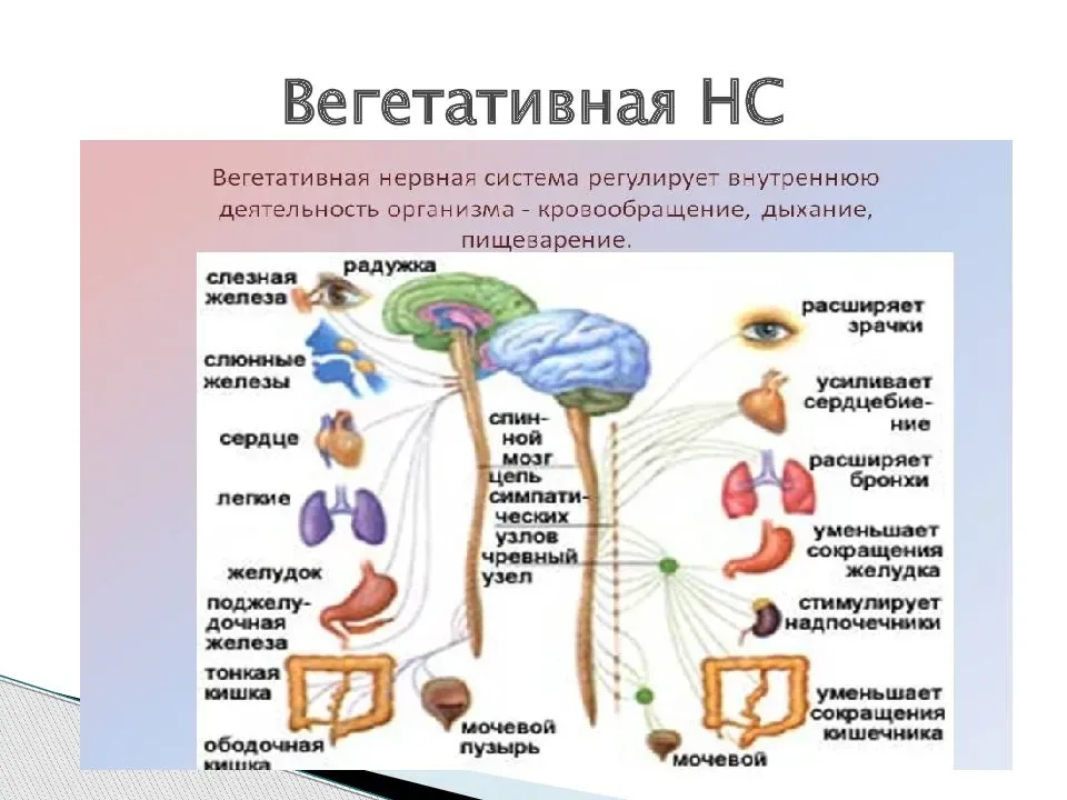 Сосудисто вегетативная система