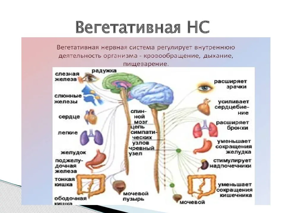 Вегетативные части тела