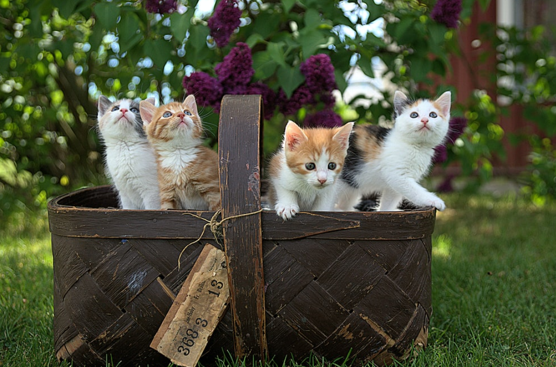 какие классные котики