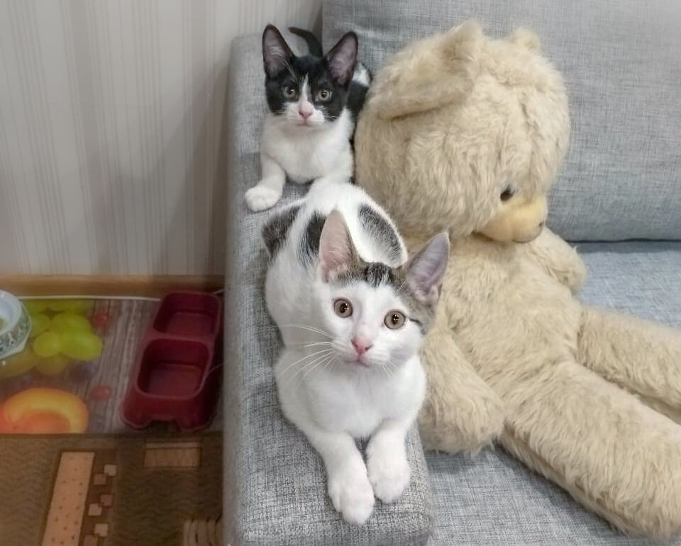 Котята, малышата! Яша и Саша, мурлыки и милахи!