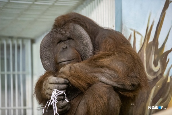 Орангутан Бату