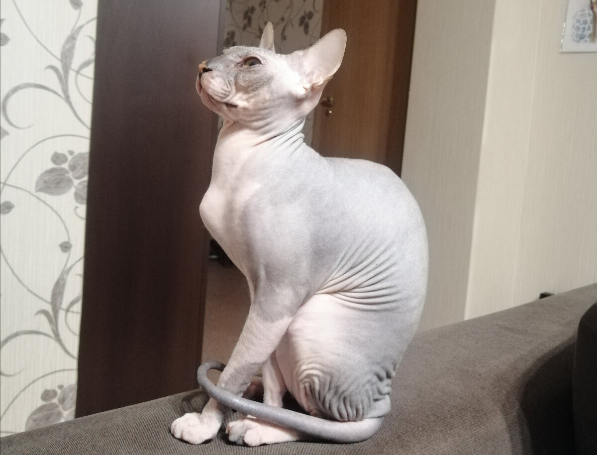 Кошка есть, а запаха кошачьего туалета нет, решила проблему за 34 рубля ...