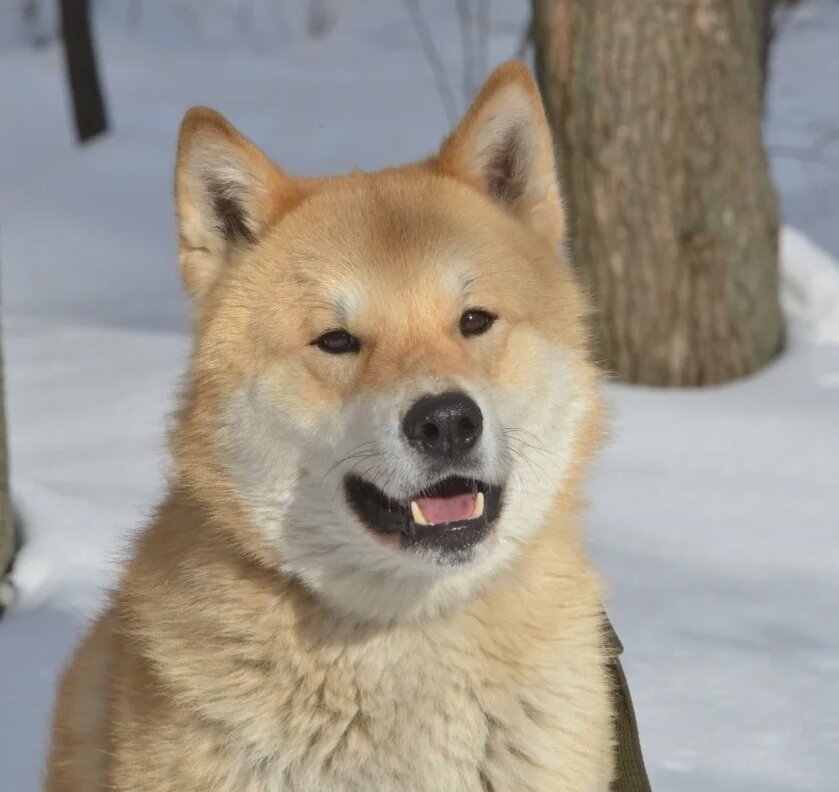 Западно-сибирская лайка, мальчик    (можно листать)