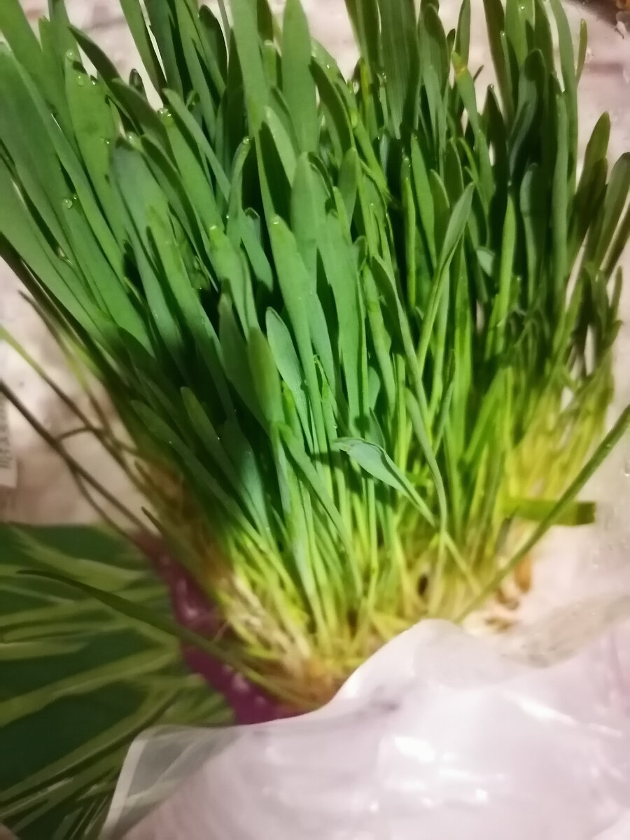 Вот такая травка 