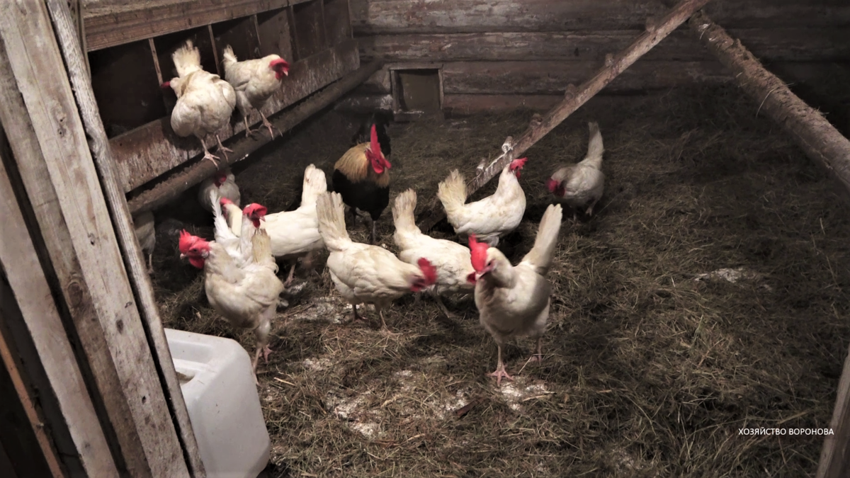 куры в курятнике