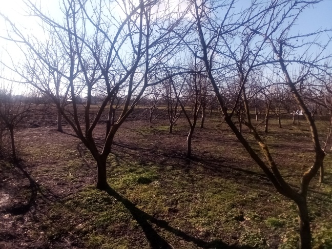Сад зовет на работу. Личные фото