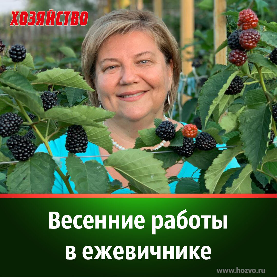 Урожай ежевики