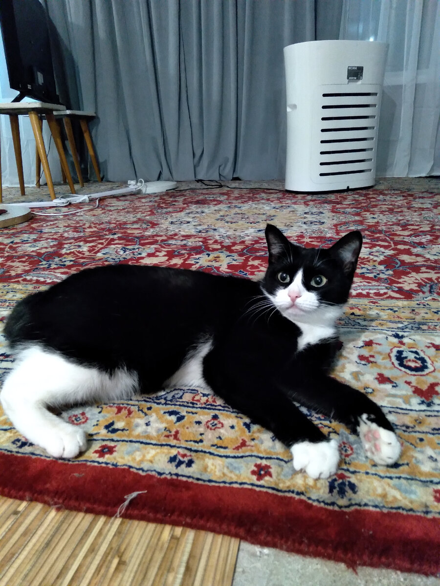 Это рассказ о  моей кошке