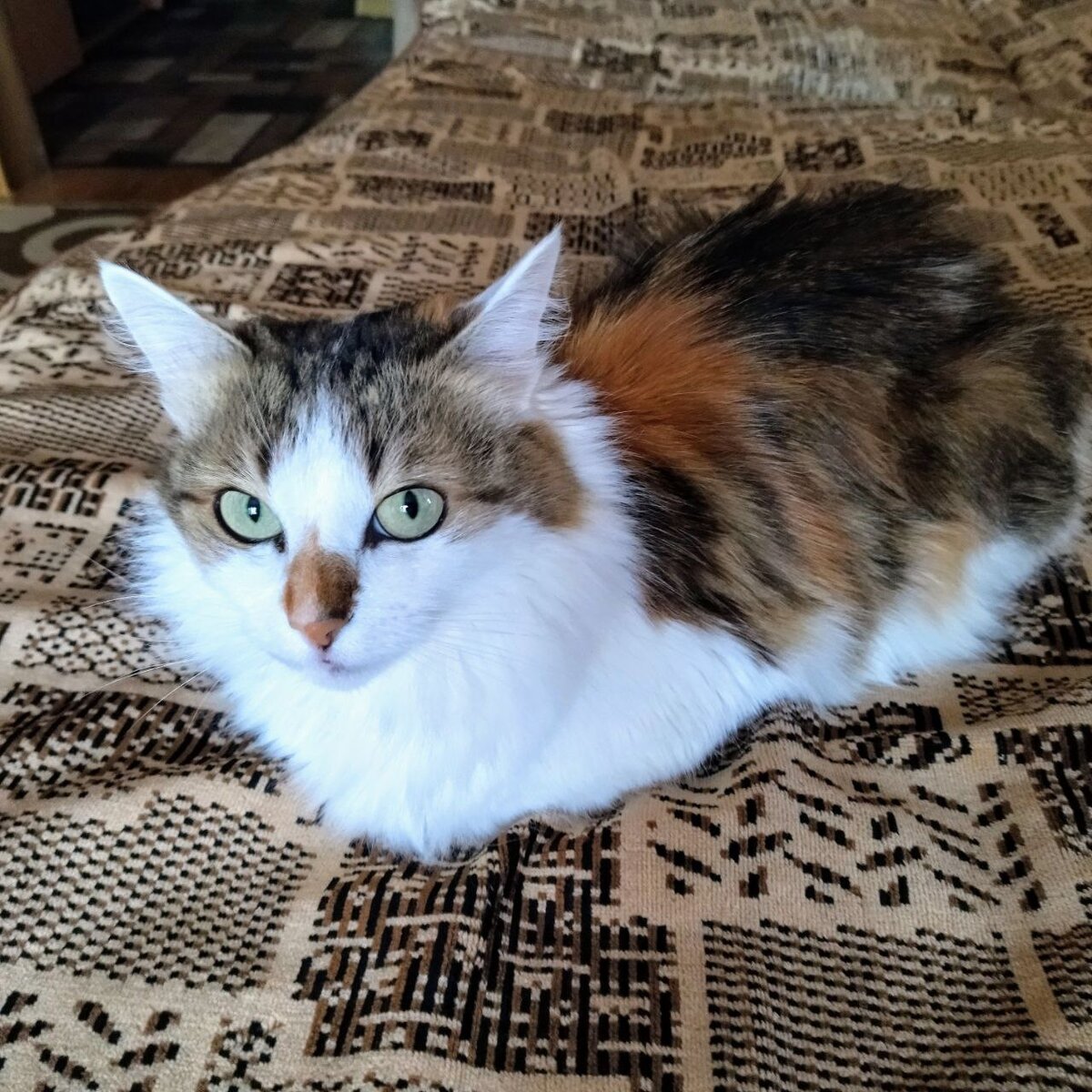 Небольшая кошка, около 3,5 кг.