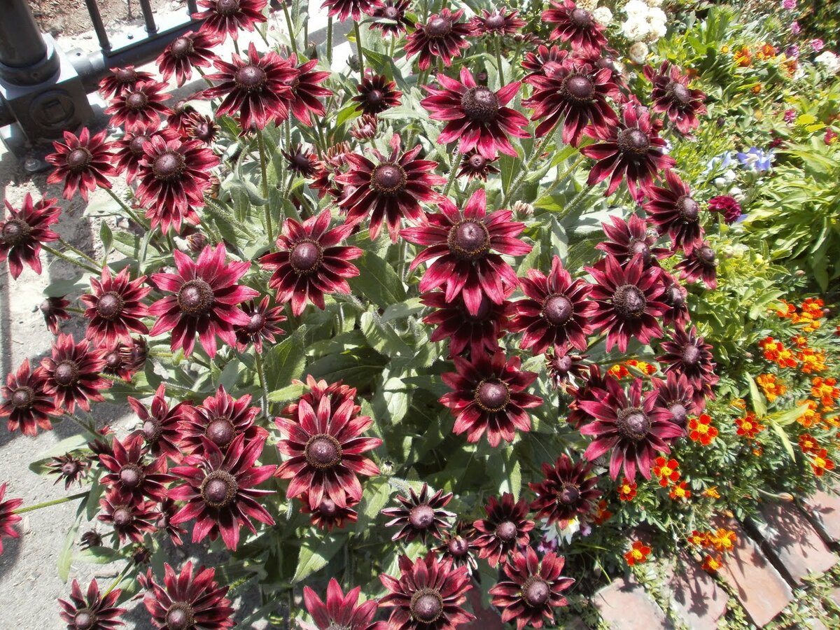 Рудбекия черри бренди