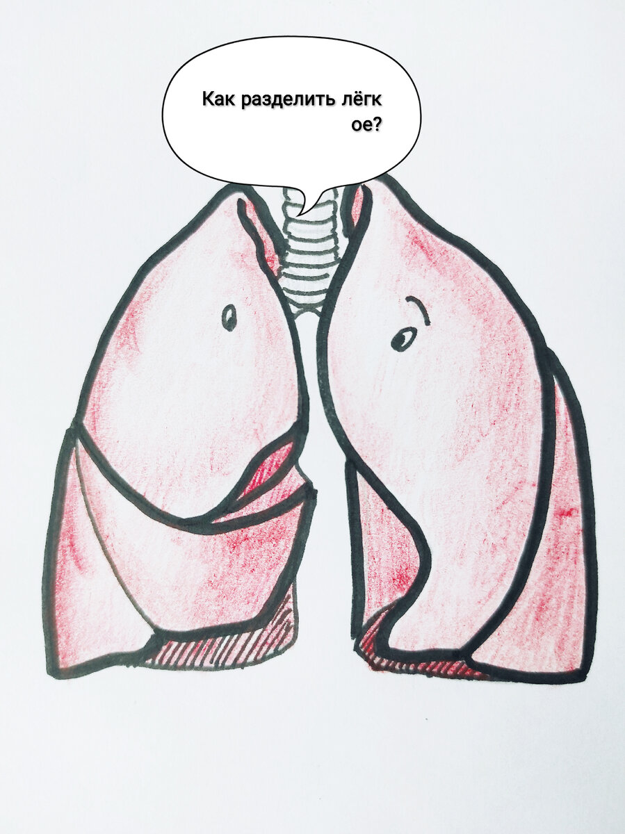 Как поделить лёгкое?