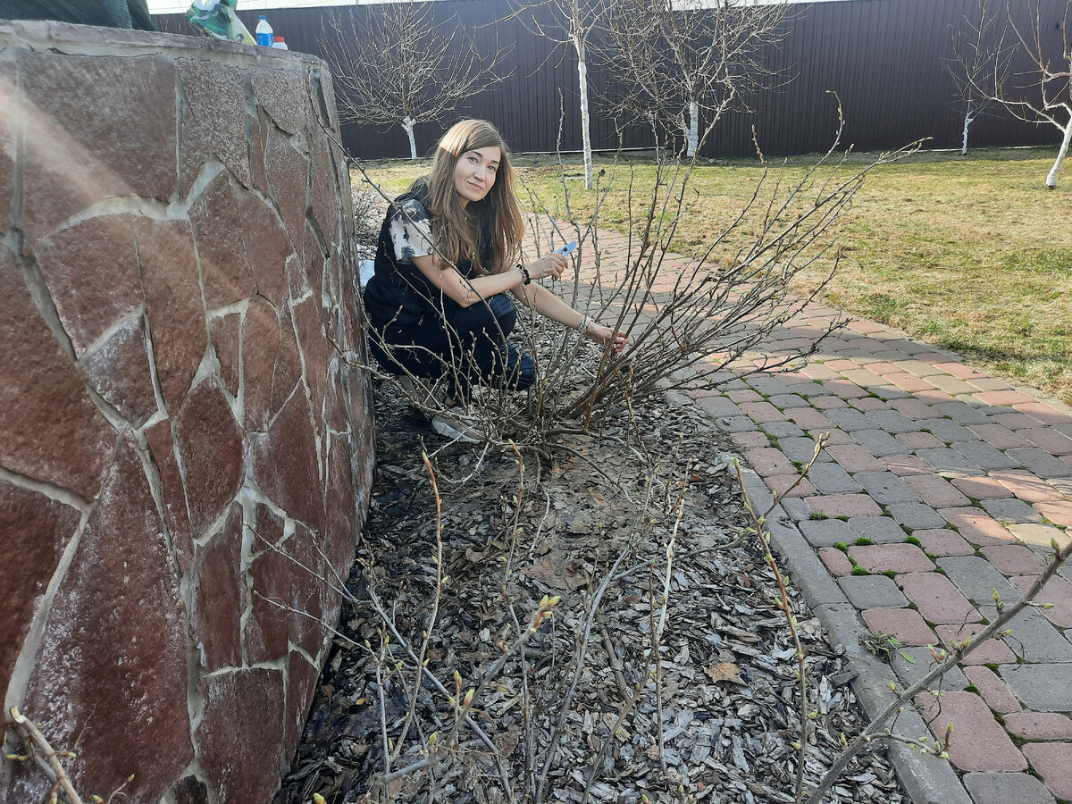Весенняя обрезка смородины в п. Новинки Нижегородской области. Источник: Личная галерея.